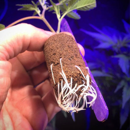 Kushy 90ml Rooting Gel with 48 Pack Propagation Glue Plugs