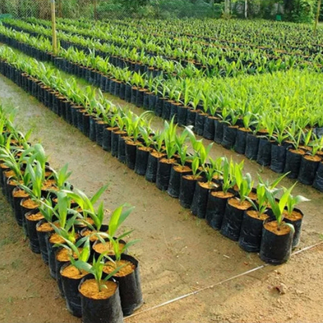50-Pack Plant Grow Bags 2.5L Nursery Propagation 80 Micron