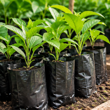 50 Pack Nursery Plant Bags 10cm x 15cm 62 Micron Black